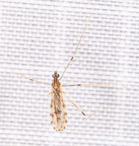 Erioptera parva photo 3