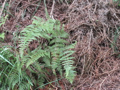 Hypolepis rufobarbata