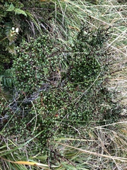 Coprosma pseudociliata