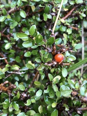 Coprosma pseudociliata
