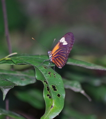 Heliconiini