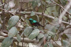 Cinnyris chloropygius