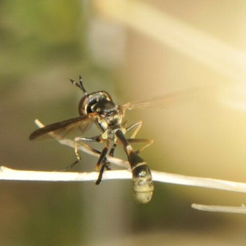 Physoconops discalis