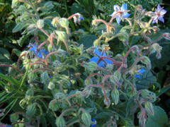 보리지 (Borago officinalis): 기원과 용도 — 사진 3