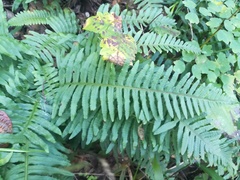 Polypodium plesiosorum