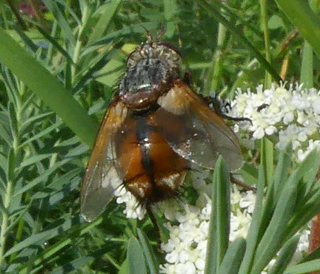 Tachina fera from Mallnow, Lebus, Deutschland on September 23, 2023 at ...