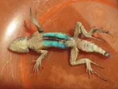 Sceloporus grammicus