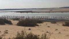 Phoenicopterus roseus