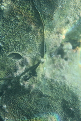 Bonellia viridis image