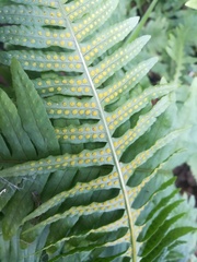 Polypodium plesiosorum