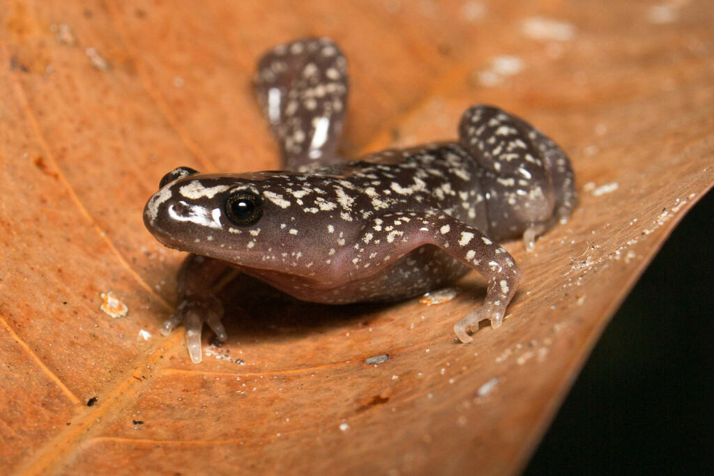 Mehely's Humming Frog