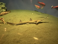 Japanese Sawshark photo 2