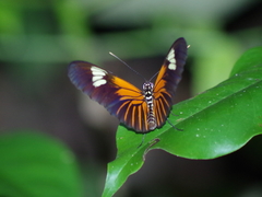 Heliconiini