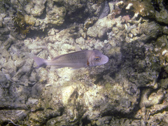 Lethrinus ornatus