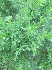 Baccharis sarothroides × pilularis
