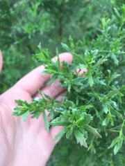 Baccharis sarothroides × pilularis
