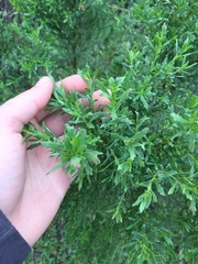 Baccharis sarothroides × pilularis