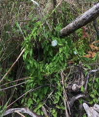 Calystegia sepium limnophila