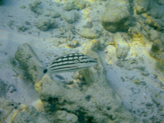 Lutjanus decussatus