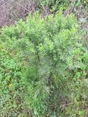 Baccharis sarothroides × pilularis