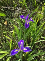 Iris savannarum
