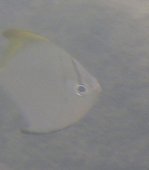 Monodactylus argenteus