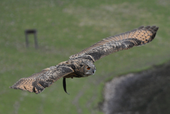 Bubo