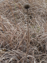 Echinacea paradoxa neglecta