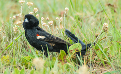 Euplectes progne progne