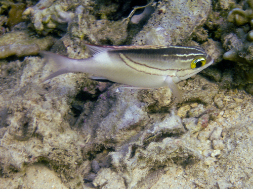 Scolopsis bilineata