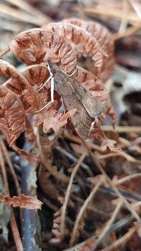 Uresiphita gilvata