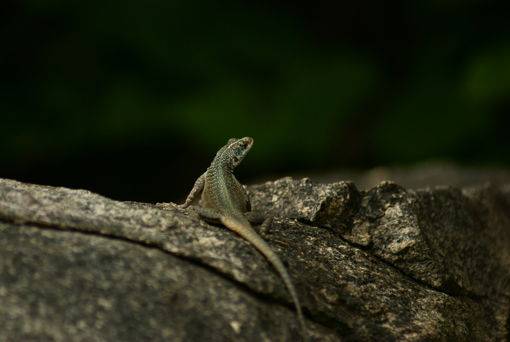 Tropidurus jaguaribanus