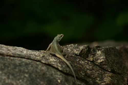 Tropidurus jaguaribanus