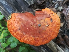 Pycnoporus sanguineus image