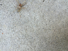 Ammotrechidae