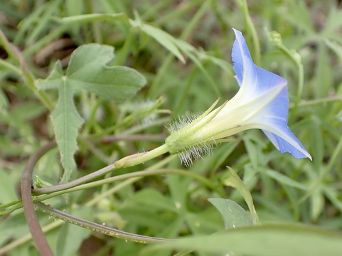 Image of Ipomoea barbatisepala by (c) Sue Carnahan, some rights reserved (CC BY)