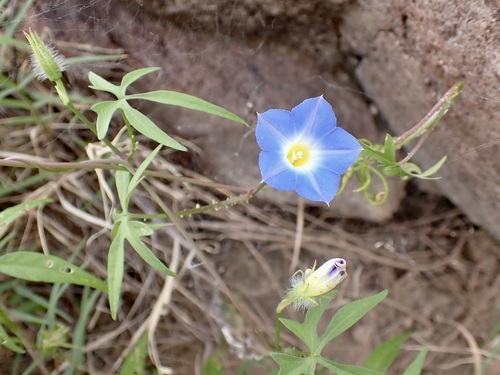 Image of Ipomoea barbatisepala by (c) Sue Carnahan, some rights reserved (CC BY)
