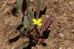 Camissoniopsis ignota