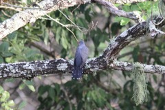 Cuculus gularis