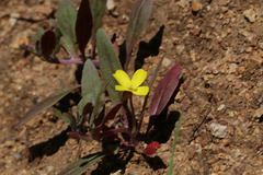 Camissoniopsis ignota