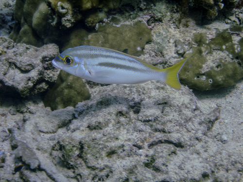 Scolopsis monogramma
