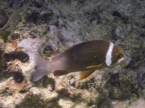 Scolopsis vosmeri