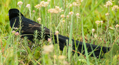 Euplectes progne progne