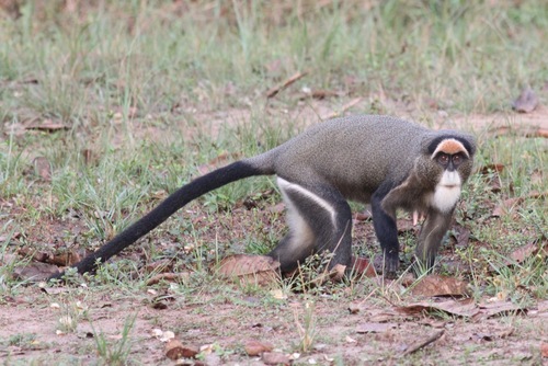 De Brazza's Monkey