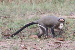Cercopithecus neglectus