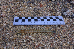 Scolopendra aztecorum