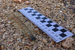 Scolopendra aztecorum