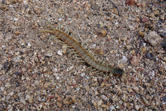 Scolopendra aztecorum