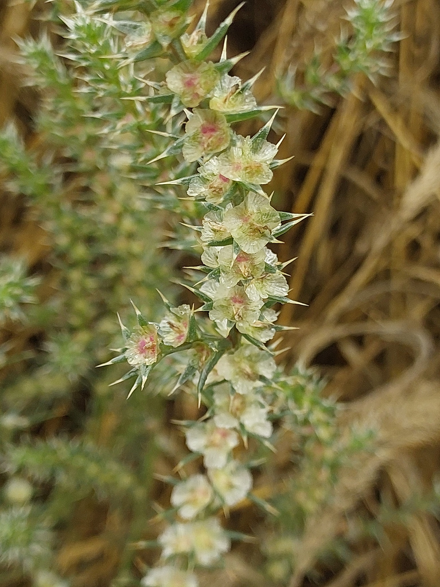 Salsola tragus