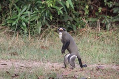 Cercopithecus neglectus